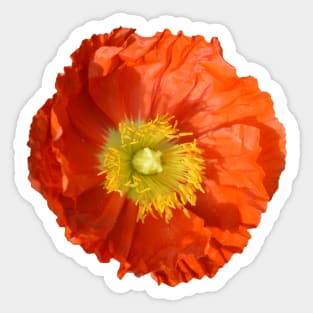 Orange Poppy Flower Sticker